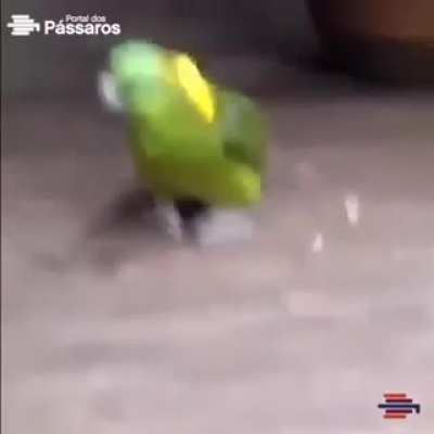 Parece que vc desçeu demais relaxa assistindo papagaio fazendo capoeira