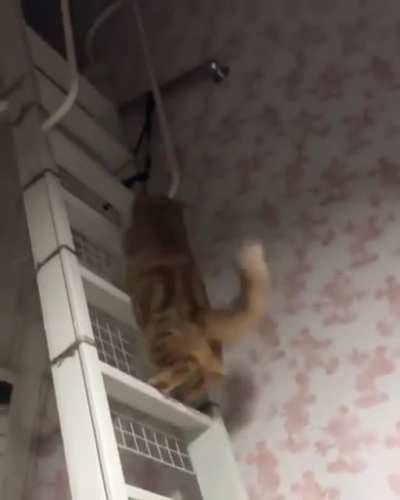 Hop hop