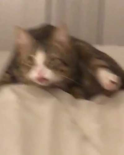 Hold my Catnip, I've had too much already
