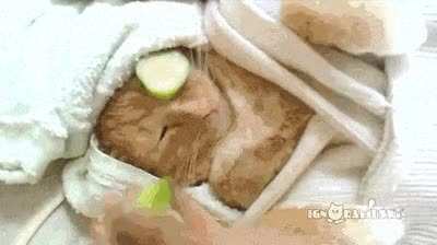 beauty cat