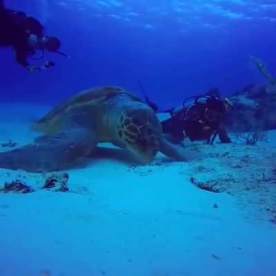A massive sea turtle on the ocean floor