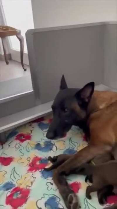 Dog Father amazed and surprised with his Puppies after see them for the first time.