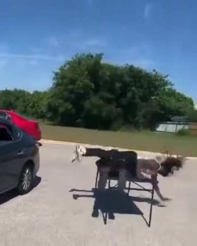 let’s body slam this table while my buddy is on it