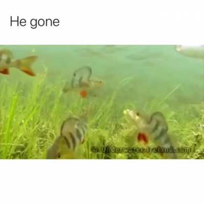 Fish has a snack