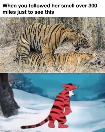 It’s a hard knock life my Tigga