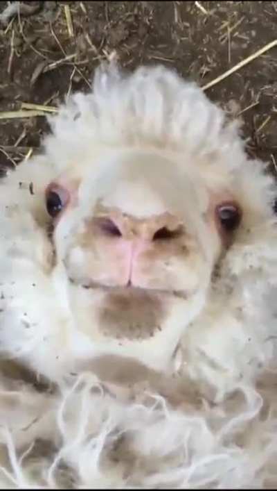 Stare into my eyes