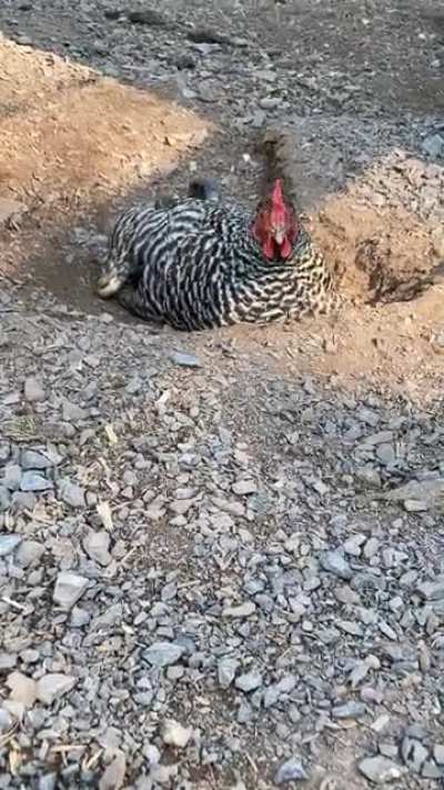 I tried to film Dorothy dust-bathing, but Henny Penny had other ideas