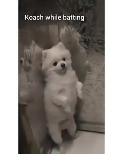 Duality of Koach