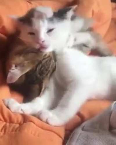 i love you , now sleep forever