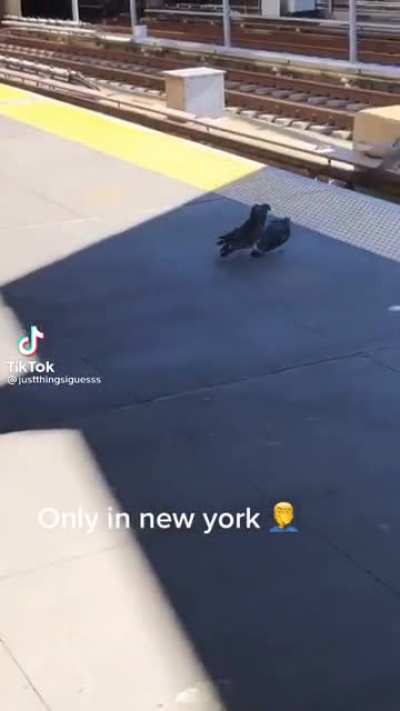 Only in new york