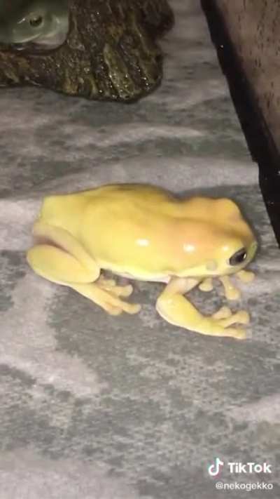 Frög