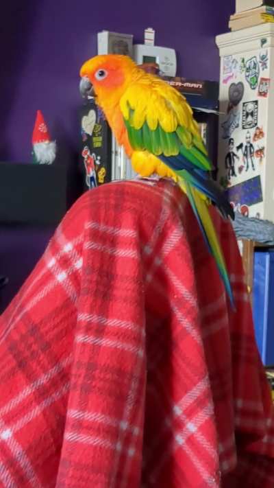Peaches is feeling the groove