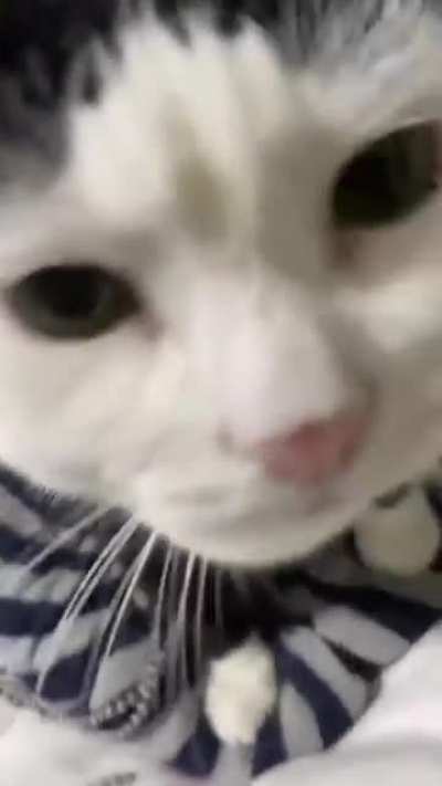 cat rule