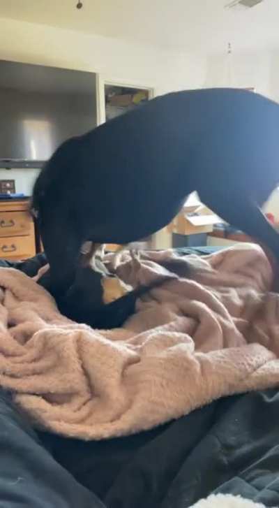 When you forget your a big dog that’s way stronger. (No one was hurt)