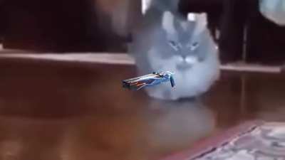 What a psion sees in its last moments