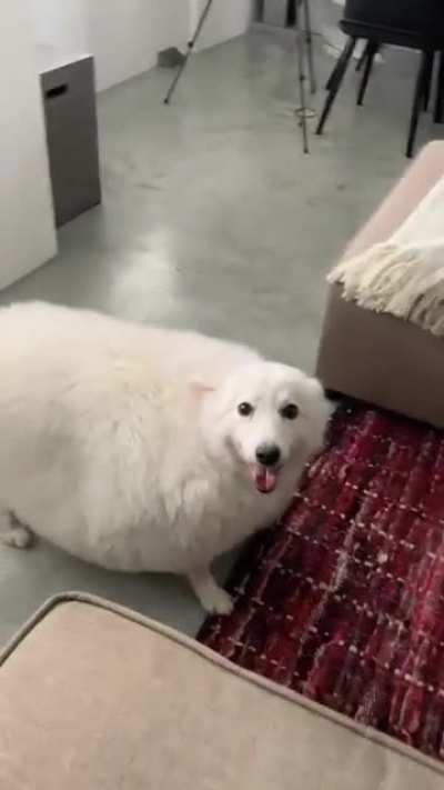 chonky