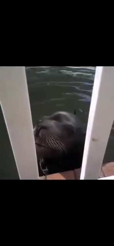Seal goes 