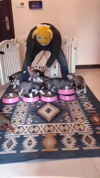 Quite a workout feeding 5 pups.
