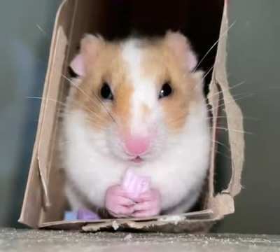 Slow-mo nom noms