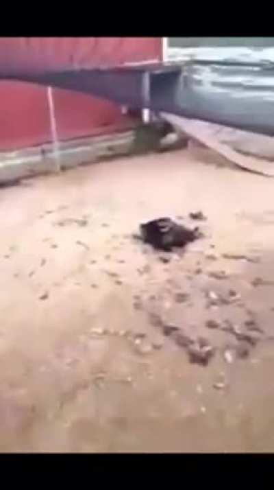 Cursed_tendies