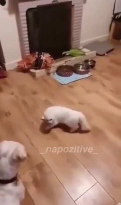 Tango de todo
