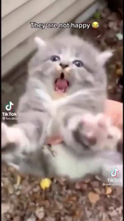 Kitty not happy