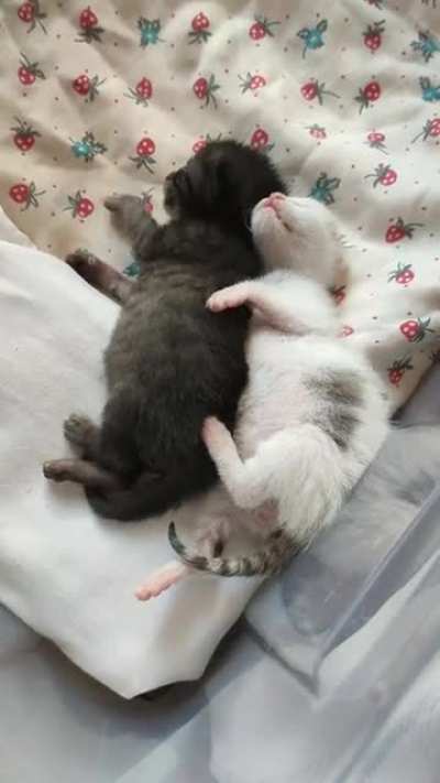Tiny beans are dreaming