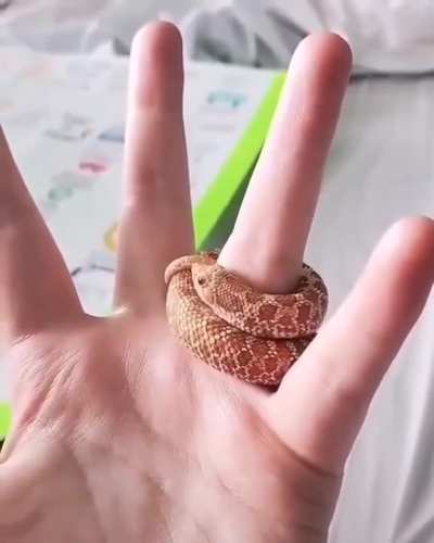 Little hognose makes the best ring