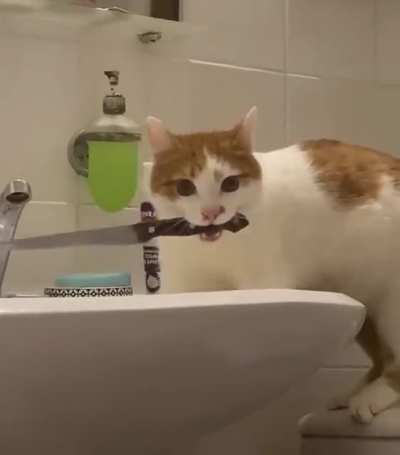 chance of being killed by a cat is small, but never equal to zero