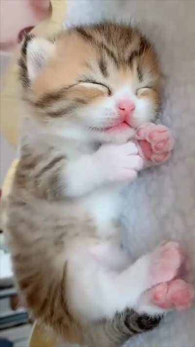 Squishbeans Sunday