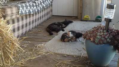 Feral Kitten Taming Day 4 - Playful Momma