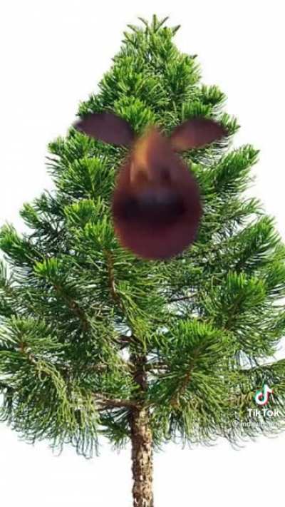Tree’s during pollen season