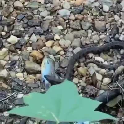 Snek Vs. Fish
