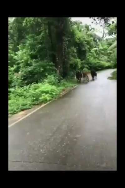 Moo moo