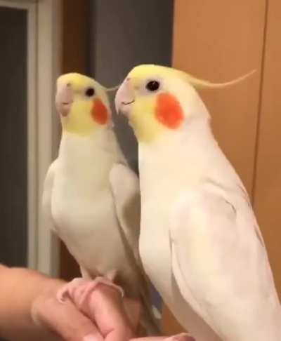 Aaaaaaaargh