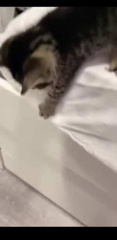 P u s s y