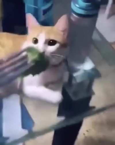 Aaahhrrr-