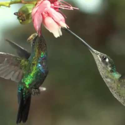 to get some pollen