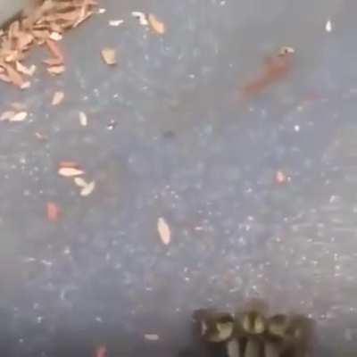 🔥 Baby ducks are infatuated with a guy who pulled over to help them.