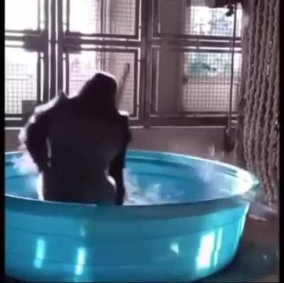 jaja un mono