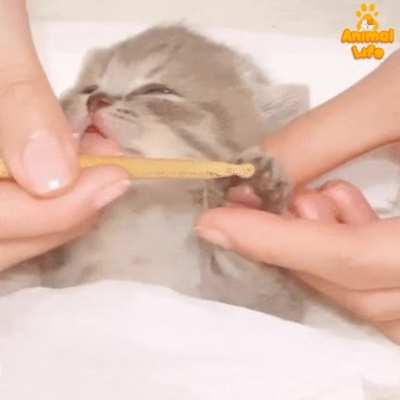Kitten Massage