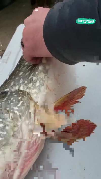 What do you think it is?