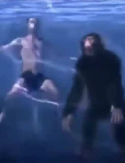 noo chimp 😢