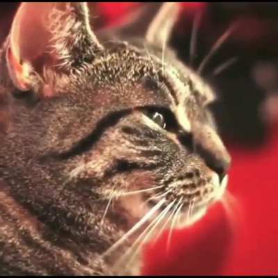 This cat rocks!