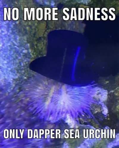 The dapper sea urchin