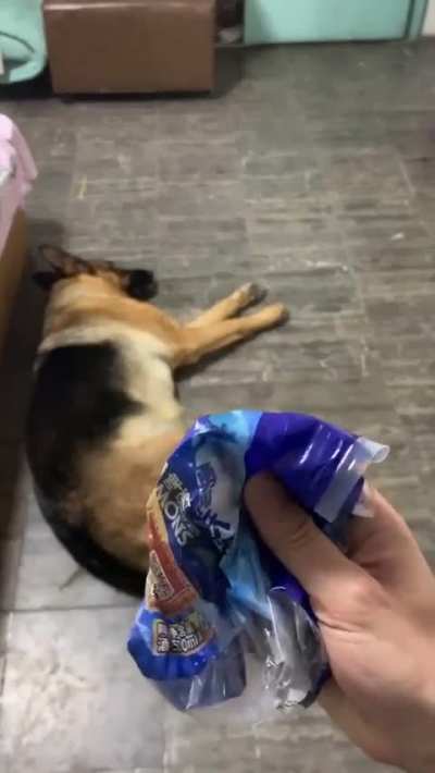 Canine Connoisseur: Recognizing the Sound of a Snack