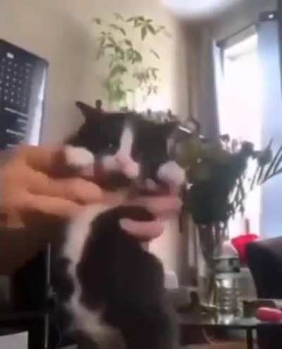 Cæt