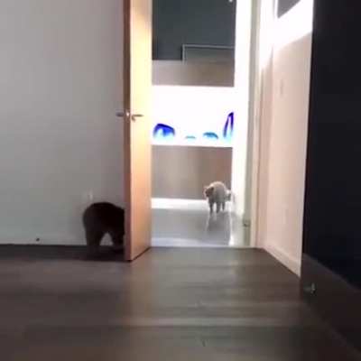 Can we expect this kind of thing from pets.. isn't this behavior more closer the humans