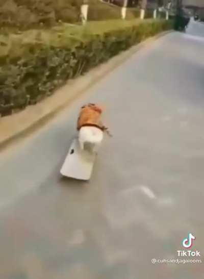 Cool doggo on another level