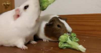 Bonk